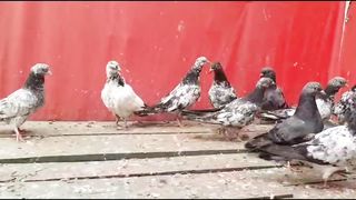 Beautiful pigeon breeder pair best flying 15