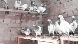 Beautiful pigeon breeder pair best flying 16