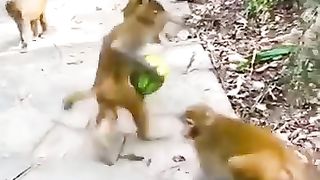 Funny_Videos_Part-1__????#ytshorts_#shortvideo(360p).