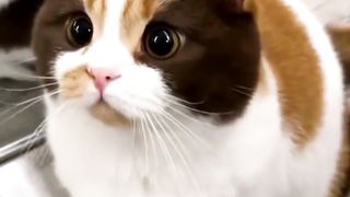 Kucing Gemoy Bikin Gemesh