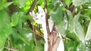 Nie Mpuuuus Bisa Naik Nga Bisa Turun