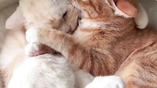 Mpuuuus Oyen So Sweet