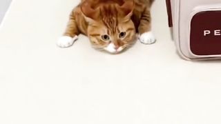 Mpuuuus Oyen Belajar Merayap