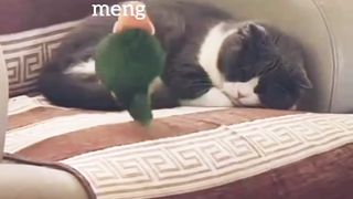 Mbuuul Hilang Kesabaran