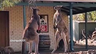 Funny Kangaroo Viral Video
