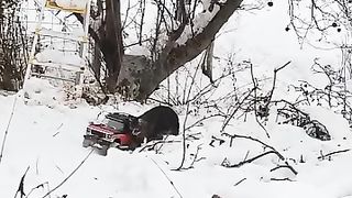 The cat ride