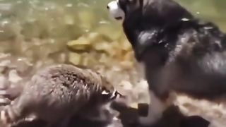 Funny Dog Viral Video 101