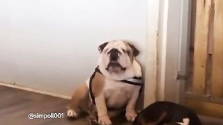 Funny Dog Viral Video 102