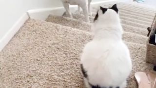 Doggy Takut Lewat Karena Ada Kucing