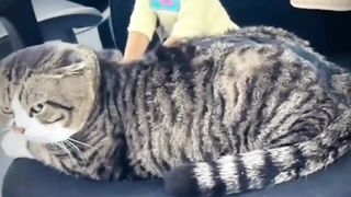 Mpuuuus Oyen Kesal Disuruh Pijat Oleh Kucing Belang