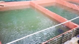 Sudah mulai kerap HUJAN, Selalu jaga kualitas air kolam, berikut langkah-langkahnya