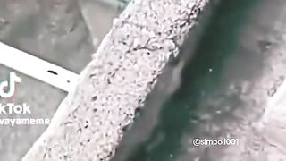 Funny Cat Viral Video 110