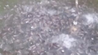 Saat HUJAN, Apakah boleh ngasih makan ikan lele❓Kira-kira Bagaimana akibatnya❓