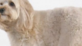 Dog playing in slow motion #viral  #shortvideo  #anime