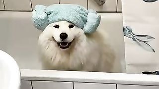 Mes_chiens__année_en_15_secondes_#shorts_#chien(360p).