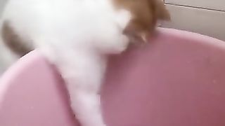 MDR,_Super_Funny_Cute_Cats_Videos_Best_Moments_of_Cats_Shorts_????????????_-EPS594(360p).