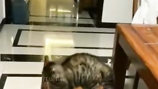 Animaux_Funny_Moment-71_????(360p).