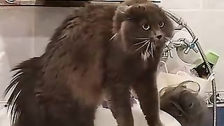 Funny_animals_2023????_-_Funniest_Cats_and_Dogs_Video????????253_#shorts(360p).