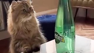 Funny_animals_2023????_-_Funniest_Cats_and_Dogs_Video????????227_#shorts(360p).