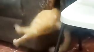 Funny_animals_2023????_-_Funniest_Cats_and_Dogs_Video????????266_#shorts(360p).