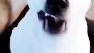 Chiens (360p).