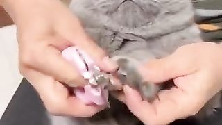 Cute crazy cats funny viral clips 2