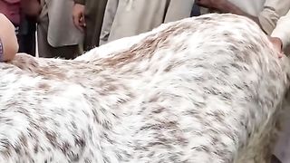 Cette chèvre touchera votre cœur ????.