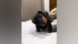 Dogs who fail at being dogs in 10 minutes ???? Best Funniest Animal Videos
