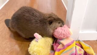 Rescue beaver makes Christmas dam in house
