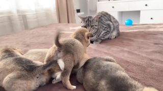 Funny Cat Reaction to Puppies [Kitty sees them for the First Time] 3