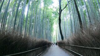 Bamboo forest kyoto