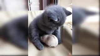 Funny cat lovers