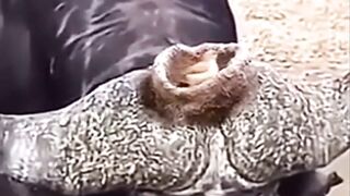 Funny roaming nest. ????????