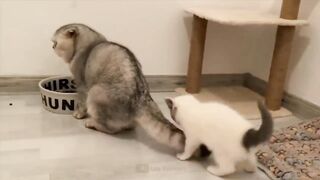 cute cat tail