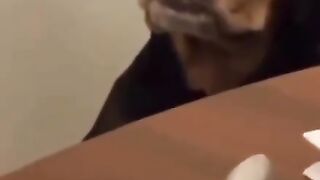 FUNNY VIDEOS ANIMALS