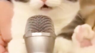 Funny Animals | Happenings with and about Animals