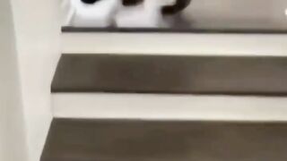 Top Funniest Animal Videos of 2022 // Cat Reaction #cats #funny