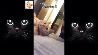 dogs-reaction-to-vet-compilation-funny-cute-reaction-2021-ytshorts