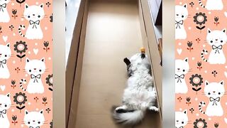 dogs-reaction-to-vet-compilation-funny-cute-reaction-2021-ytshorts