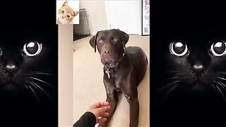pretend-your-dog-hurt-you-when-they-bite-you-2021-