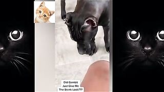 pretend-your-dog-hurt-you-when-they-bite-you-2021-