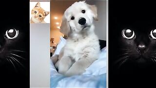 pretend-your-dog-hurt-you-when-they-bite-you-2021-