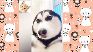 pretend-your-dog-hurt-you-when-they-bite-you-2021-