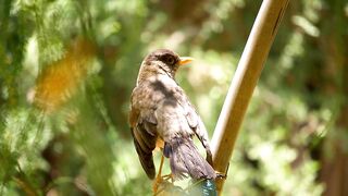a bird