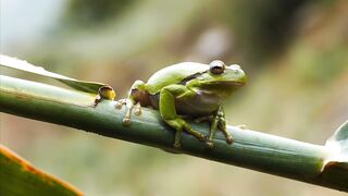 Frog Reeds Green