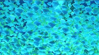 Fish Underwater Aquarium Swim School Circle Round
