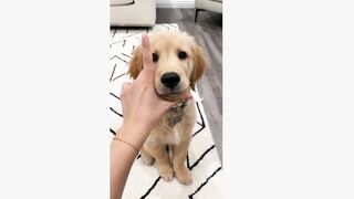 My cute puppy (tiktok)