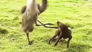 funny moment