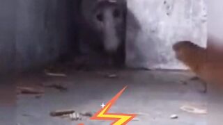 Weasel vs. King Cobra