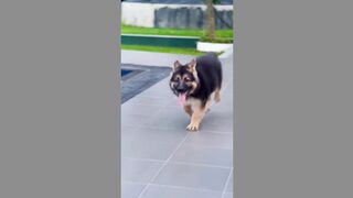 My Dog Boy (TikTok)